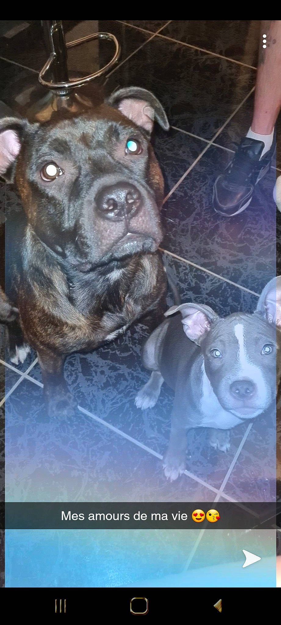 Marley participe au concours pour gagner de l'argent avec cette photo : american_pit_bull_terrier, american_staffordshire_terrier, bandog, bully_kutta, canidae, carnivore, dog, dog_breed, fawn, mammal, molosser, non_sporting_group, pit_bull, snout, staffordshire_bull_terrier, vertebrate