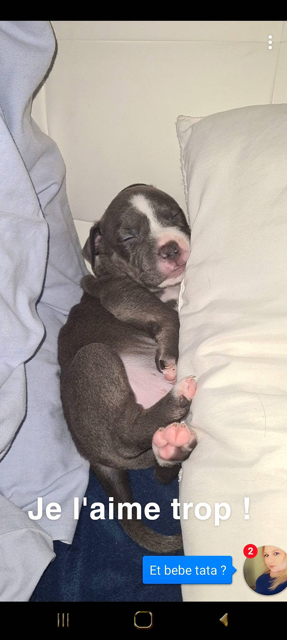 Marley a rejoint le concours — aidez-le/la à gagner de superbes lots ! american_pit_bull_terrier, canidae, carnivore, companion_dog, dog, dog_breed, great_dane, guard_dog, non_sporting_group, pit_bull, puppy, puppy_love, sporting_group, vertebrate
