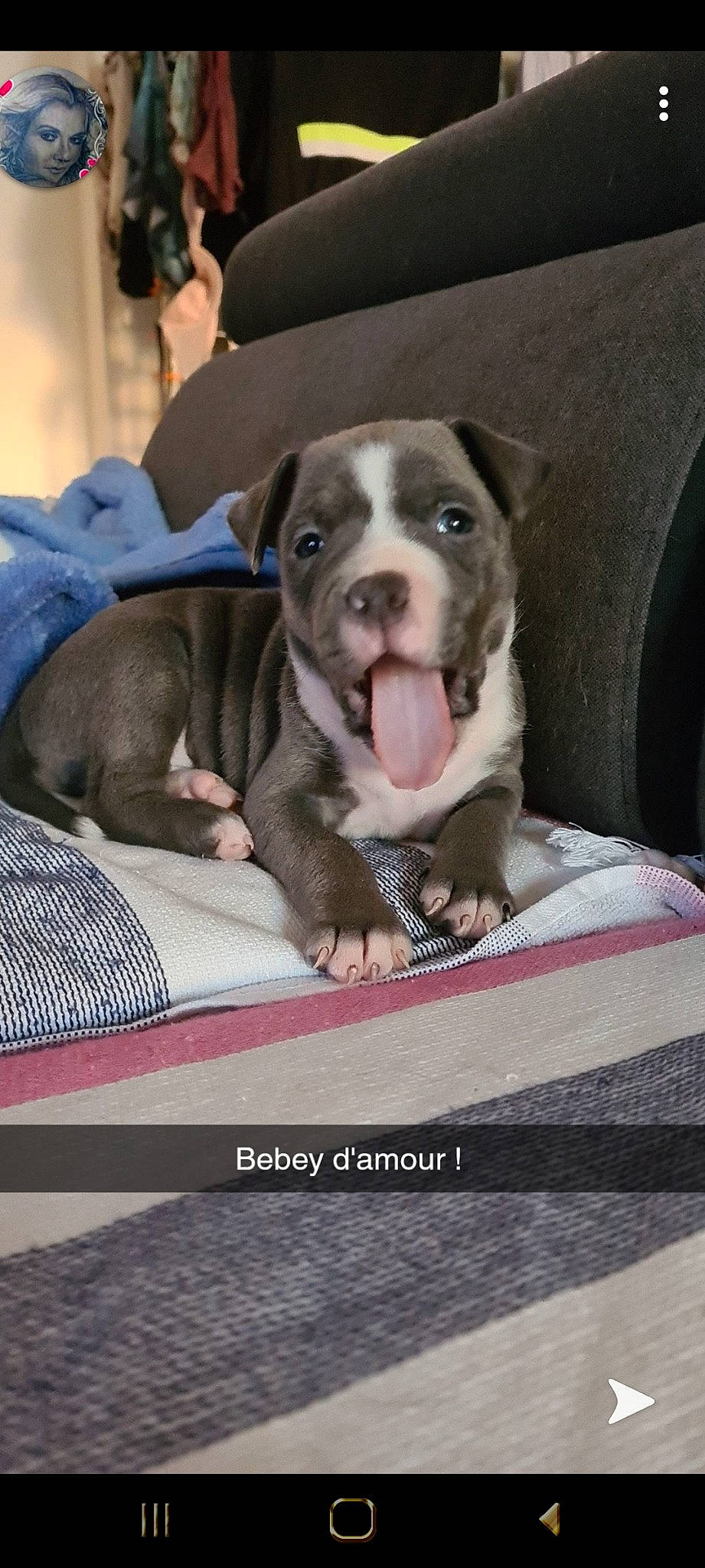 Marley participe au concours pour gagner de l'argent avec cette photo : american_pit_bull_terrier, american_staffordshire_terrier, canidae, carnivore, companion_dog, dog, dog_breed, fawn, mammal, non_sporting_group, pit_bull, puppy, rare_breed_dog, snout, staffordshire_bull_terrier, vertebrate