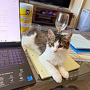 Mimi Monroe is registered to the contest to win money with this photo: carpet, cat, computer_keyboard, cozy, disinfecting_wipes, flower_vase, furniture, glass_table, headphones, home, indoor, laptop, living_room, notepad, pet, relaxation, technology, television, wine_glass, workstation