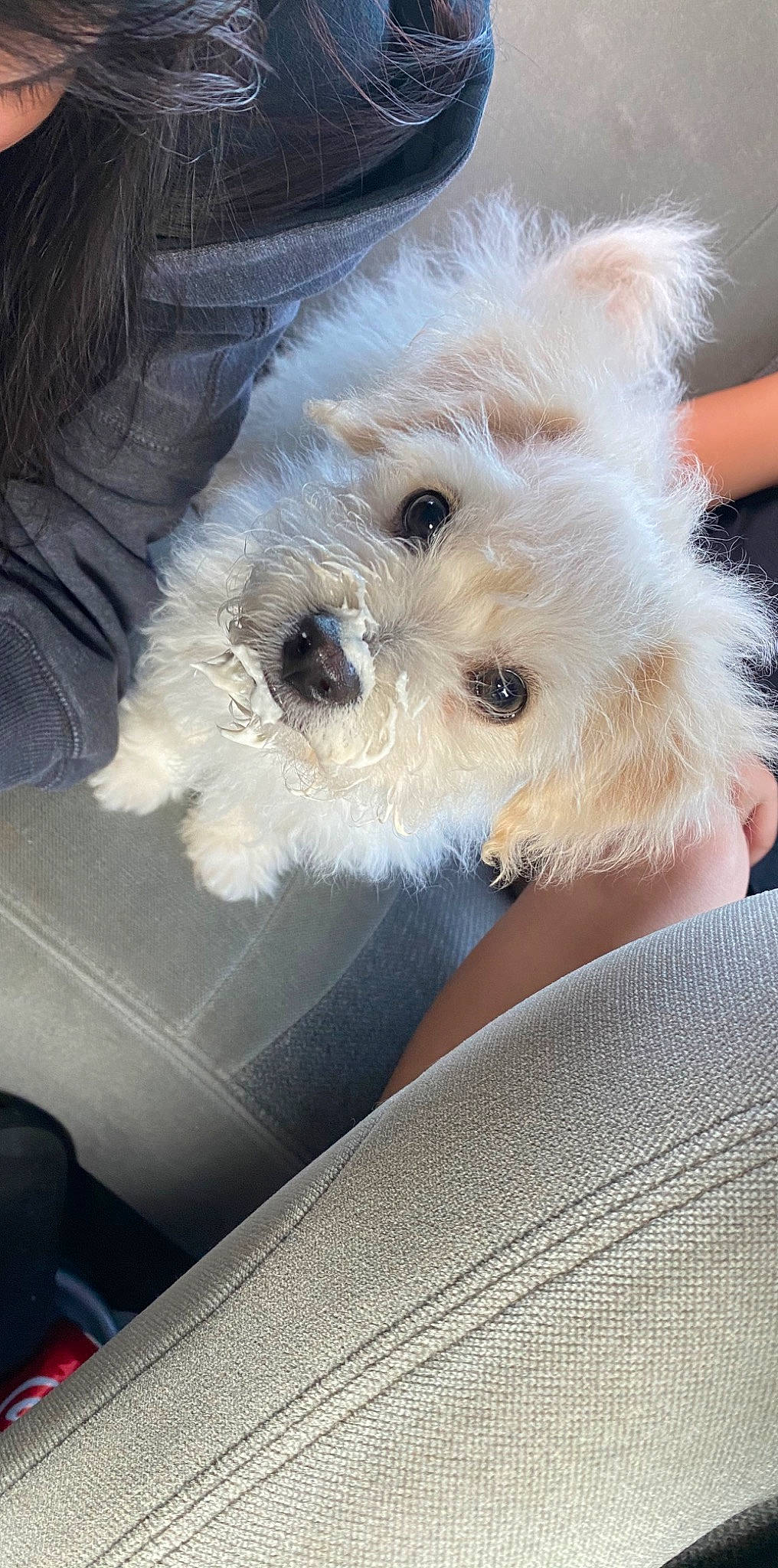 Kobe joined the competition — help win amazing prizes! bichon, bolognese, canidae, carnivore, cavachon, companion_dog, dog, dog_breed, maltepoo, maltese, mammal, morkie, non_sporting_group, puppy, rare_breed_dog, schnoodle, terrier, toy_dog, vertebrate, west_highland_white_terrier