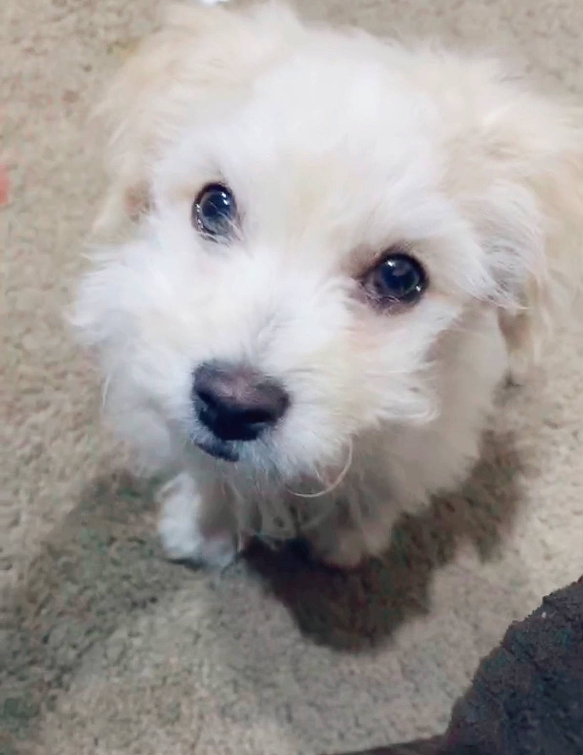 Kobe joined the competition — help win amazing prizes! bichon, bolognese, bolonka, canidae, carnivore, cockapoo, companion_dog, coton_de_tulear, dog, dog_breed, havanese, kyi_leo, maltepoo, maltese, mammal, poodle_crossbreed, puppy, schnoodle, vertebrate, west_highland_white_terrier