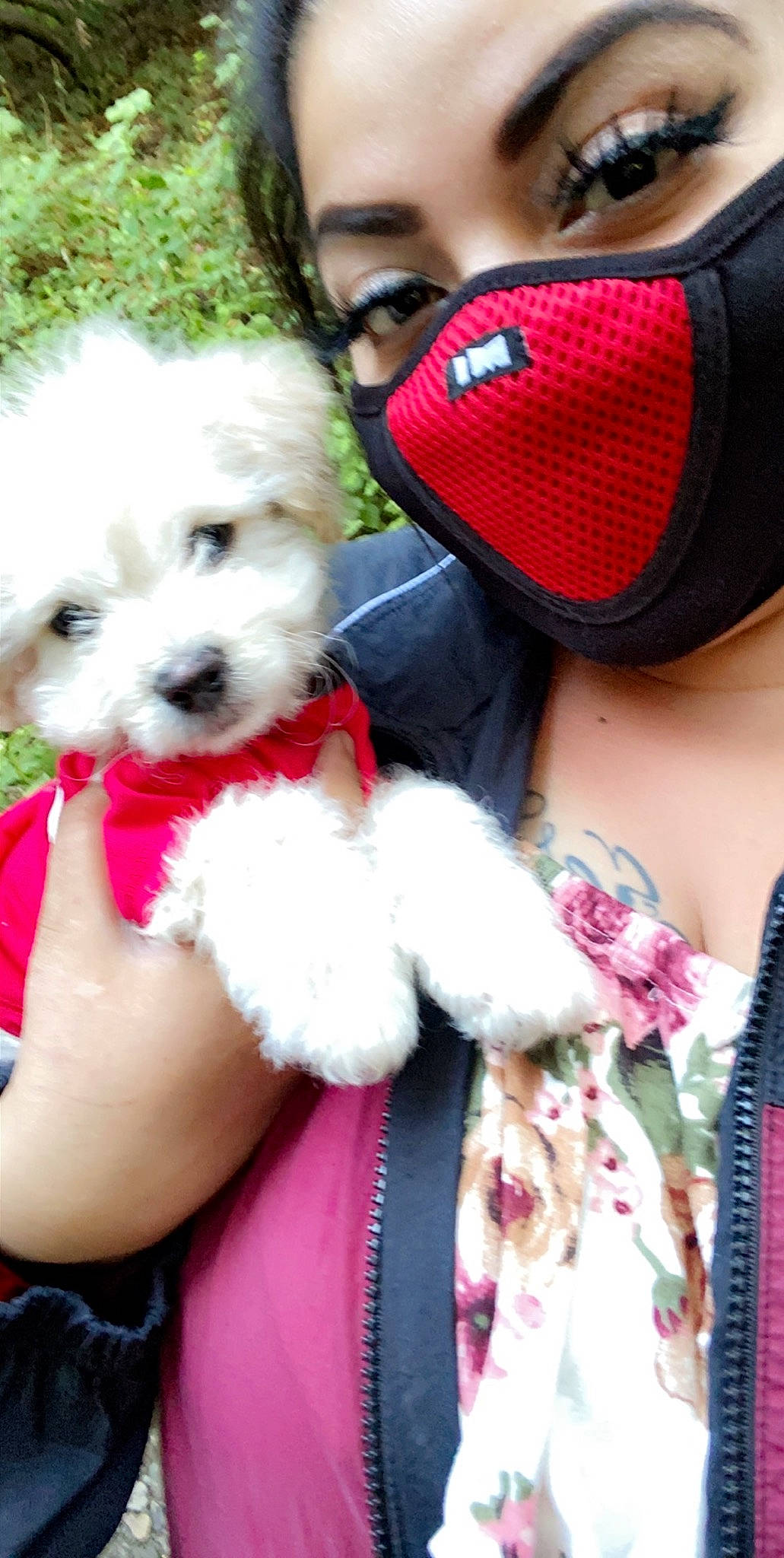 Kobe is registered to the contest to win money with this photo: bichon, canidae, carnivore, companion_dog, dog, dog_breed, dog_clothes, maltepoo, maltese, morkie, non_sporting_group, puppy, puppy_love, shih_tzu, toy_dog