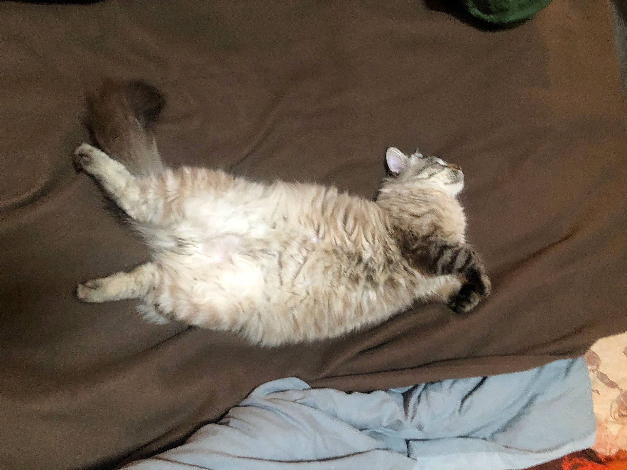 Moon a rejoint le concours — aidez-le/la à gagner de superbes lots ! carnivore, cat, claw, comfort, companion_dog, dog_breed, domestic_short_haired_cat, felidae, fur, linens, nap, paw, small_to_medium_sized_cats, tail, terrestrial_animal, whiskers