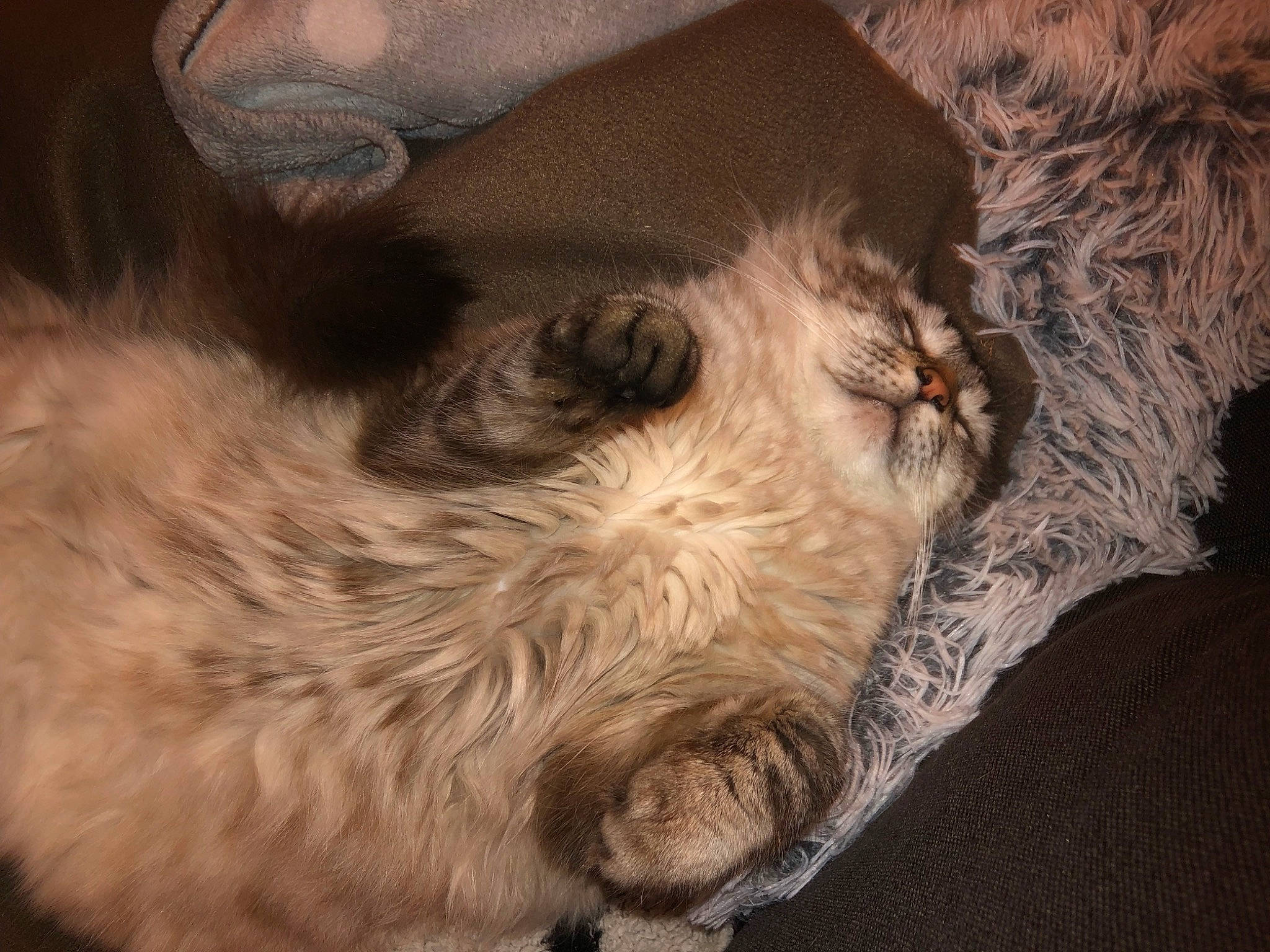 Moon participe au concours pour gagner de l'argent avec cette photo : carnivore, cat, comfort, companion_dog, dog_breed, ear, fawn, felidae, fur, grey, liver, paw, small_to_medium_sized_cats, snout, sporting_group, tail, terrestrial_animal, toy_dog, whiskers, wrinkle