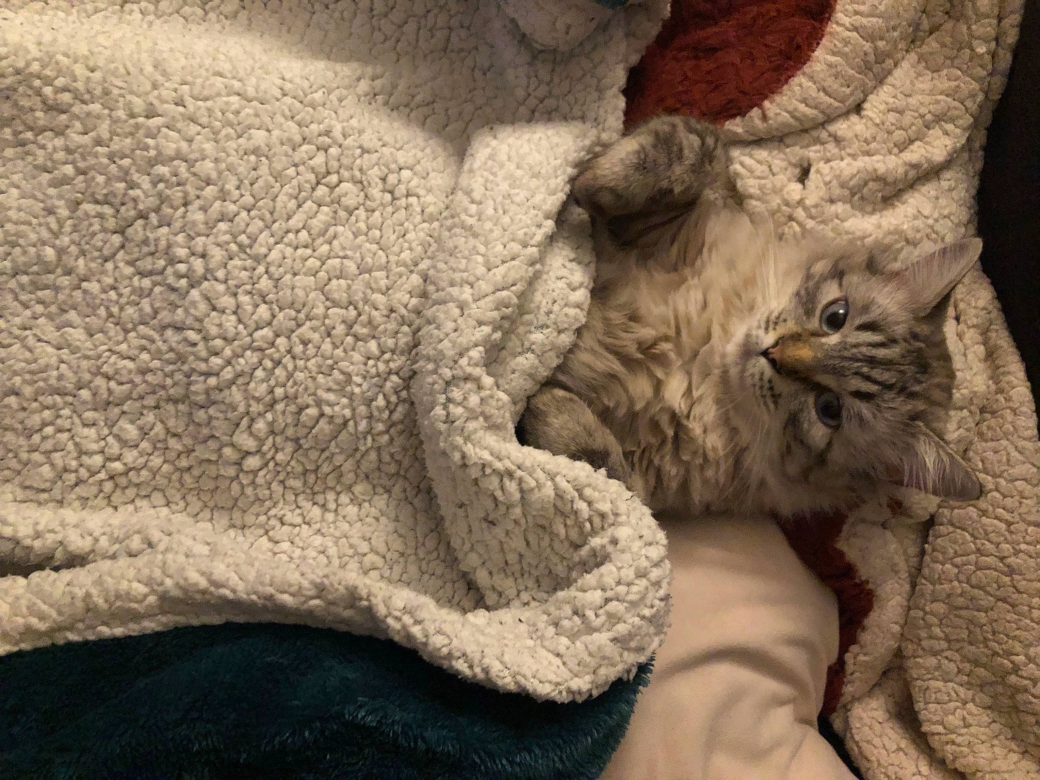 Moon a rejoint le concours — aidez-le/la à gagner de superbes lots ! bed, bedding, carnivore, cat, claw, comfort, domestic_short_haired_cat, fawn, felidae, fur, grey, linens, nap, paw, small_to_medium_sized_cats, snout, terrestrial_animal, whiskers, wood, wrinkle