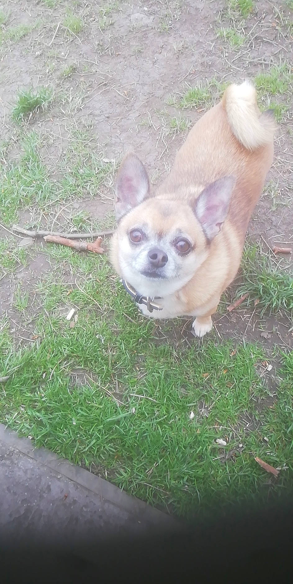 Reggie is registered to the contest to win money with this photo: canidae, carnivore, chihuahua, companion_dog, corgi_chihuahua, dog, dog_breed, dog_supply, ear, eye, fawn, fur, grass, snout, sporting_group, tail, terrestrial_animal, toy_dog, whiskers, working_animal