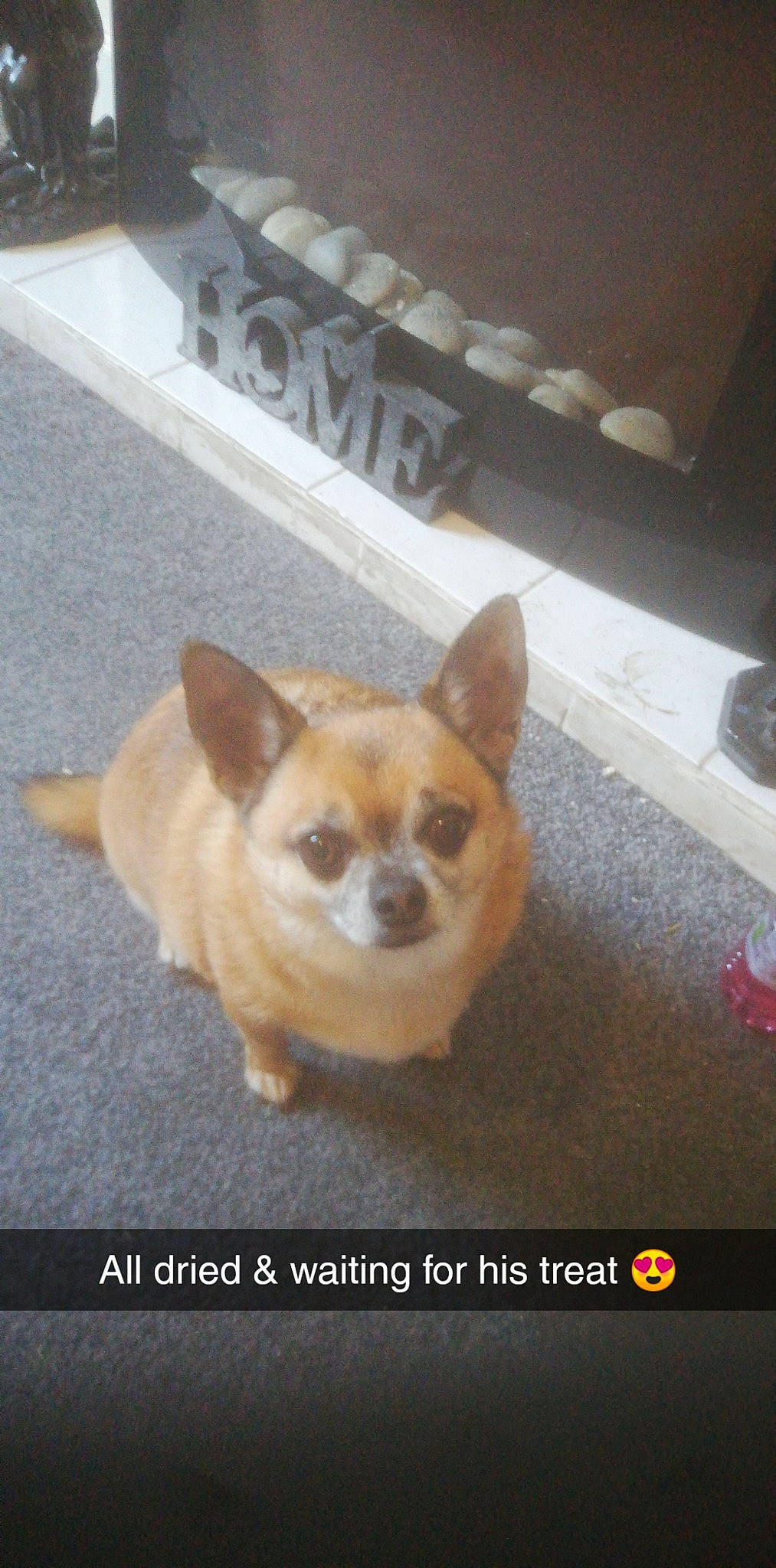 Reggie is registered to the contest to win money with this photo: canidae, carnivore, chihuahua, companion_dog, dog, dog_breed, dog_supply, fawn, flooring, fur, paw, road_surface, snout, sporting_group, tail, terrestrial_animal, toy_dog, whiskers, window, working_animal