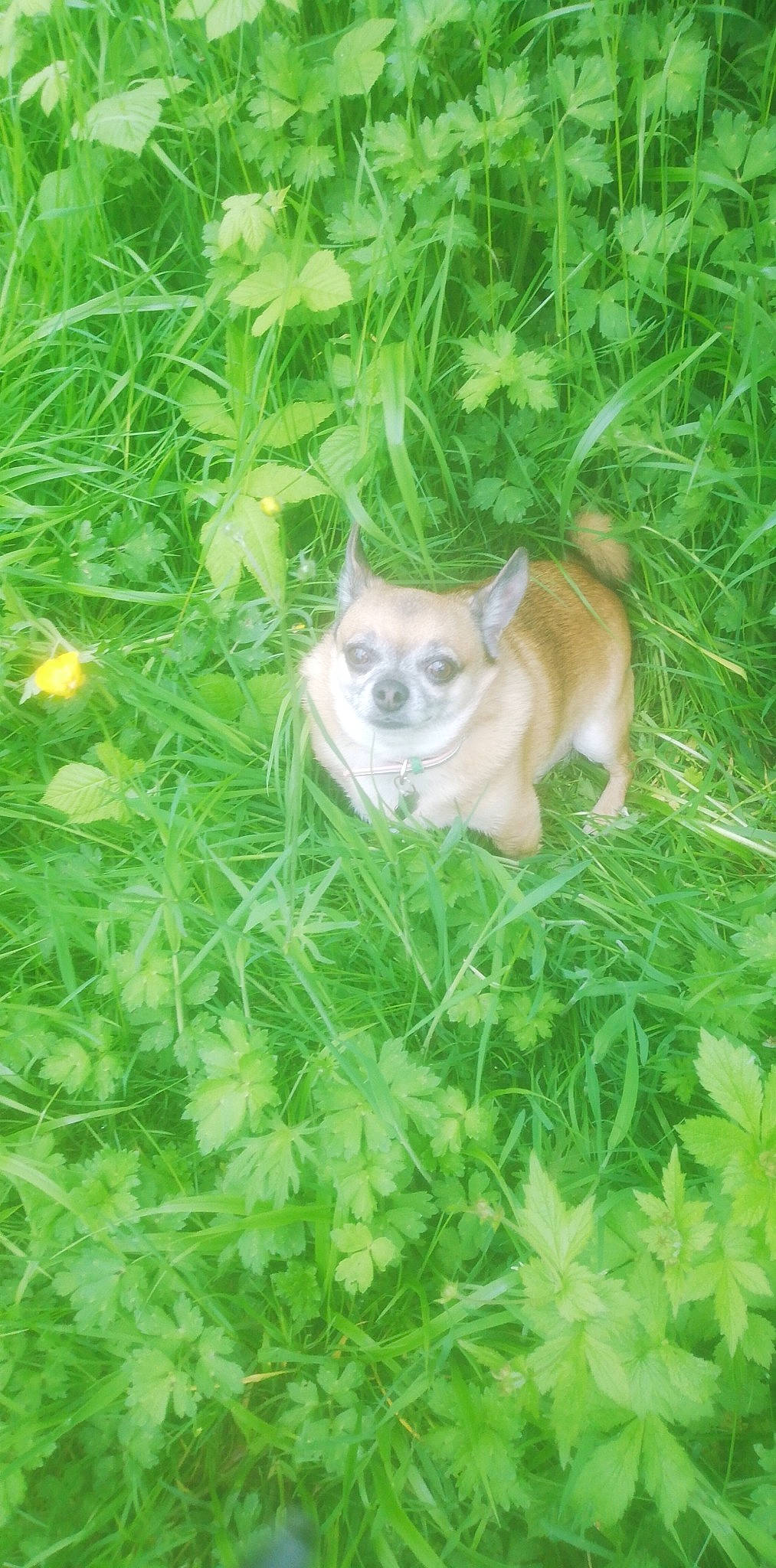 Reggie joined the competition — help win amazing prizes! canidae, carnivore, companion_dog, dog, dog_breed, fawn, flowering_plant, fur, grass, grassland, groundcover, herb, plant, snout, sporting_group, tail, terrestrial_animal, terrestrial_plant, toy_dog, whiskers