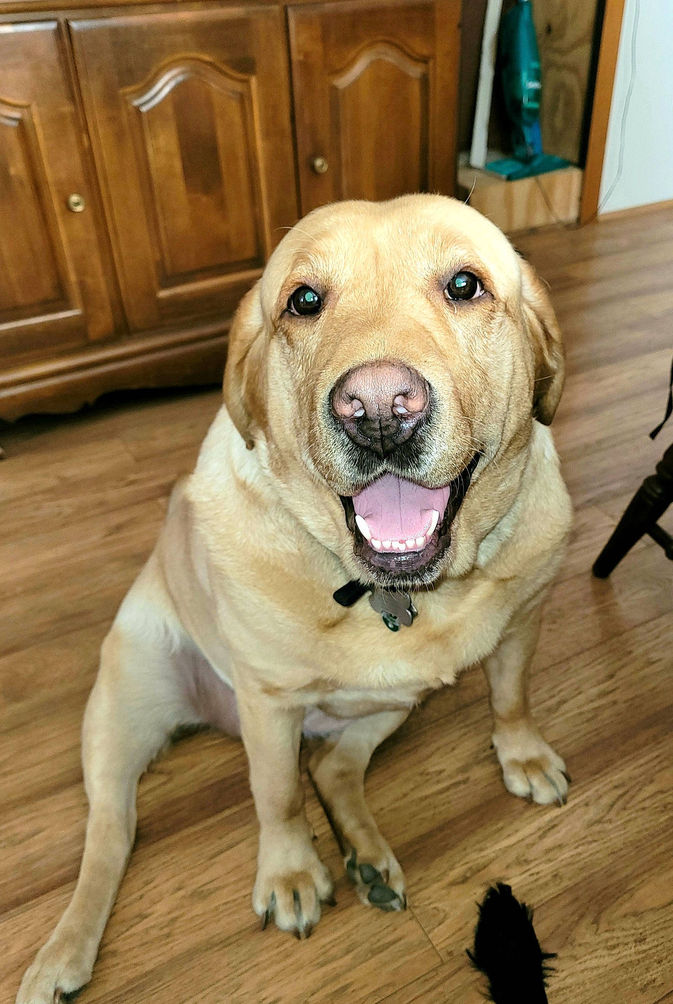 Piper is registered to the contest to win money with this photo: ancient_dog_breeds, beagador, canidae, carnivore, companion_dog, dog, dog_breed, fawn, golden_retriever, labrador_retriever, mammal, nose, retriever, snout, sporting_group, vertebrate