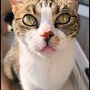 Despe a rejoint le concours — aidez-le/la à gagner de superbes lots ! cat, close_up, pet, animal, whiskers, green_eyes, pink_nose, fur, tabby, white_fur, outdoor, balcony, curious, portrait, face, ears, tongue, soft_light, blurred_background, domestic_animal