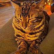 Anakin a rejoint le concours — aidez-le/la à gagner de superbes lots ! cat, tabby, sleeping, paws, striped, indoor, cozy, warm_light, table, mug, bottle, clutter, furniture, closeup, pet, domestic, relaxing, fur, whiskers, resting