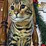 cat, tabby_cat, wooden_chair, furniture, indoor, holiday_decor, garland, red_ornaments, curious, close_up, pet, animal, whiskers, paws, stripes, eyes, face, wood, domestic_cat, household