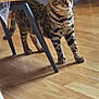 cat, bengal_cat, indoor, wooden_floor, furniture, chair, cat_tree, alert, pet, animal, striped, curious, domestic_cat, flooring, ears, whiskers, tail, legs, eyes, house