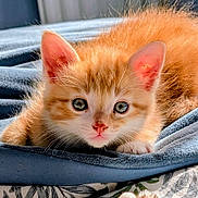 Newton a rejoint le concours — aidez-le/la à gagner de superbes lots ! kitten, cat, orange_cat, closeup, cute, pet, feline, fur, whiskers, ears, eyes, nose, paws, blanket, blue_blanket, indoor, resting, young, animal, curious