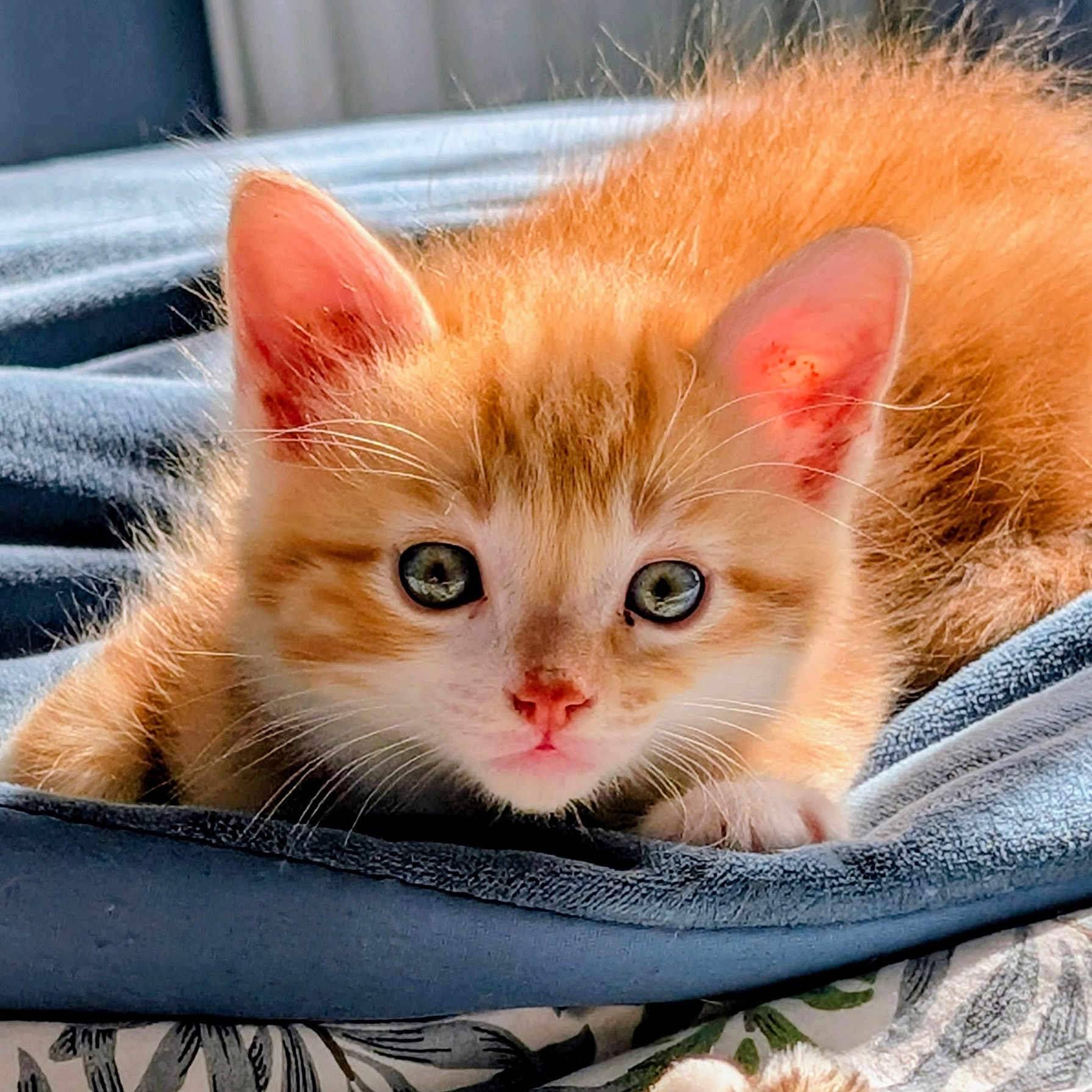 Newton a rejoint le concours — aidez-le/la à gagner de superbes lots ! kitten, cat, orange_cat, closeup, cute, pet, feline, fur, whiskers, ears, eyes, nose, paws, blanket, blue_blanket, indoor, resting, young, animal, curious