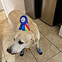 Bailey joined the competition — help win amazing prizes! dog, party_hat, socks, tile_floor, indoor, yellow_lab, pet, animal, kitchen, floor, blue, colorful, ribbon, looking_away, four_legs, canine, domestic, celebration, funny, cute