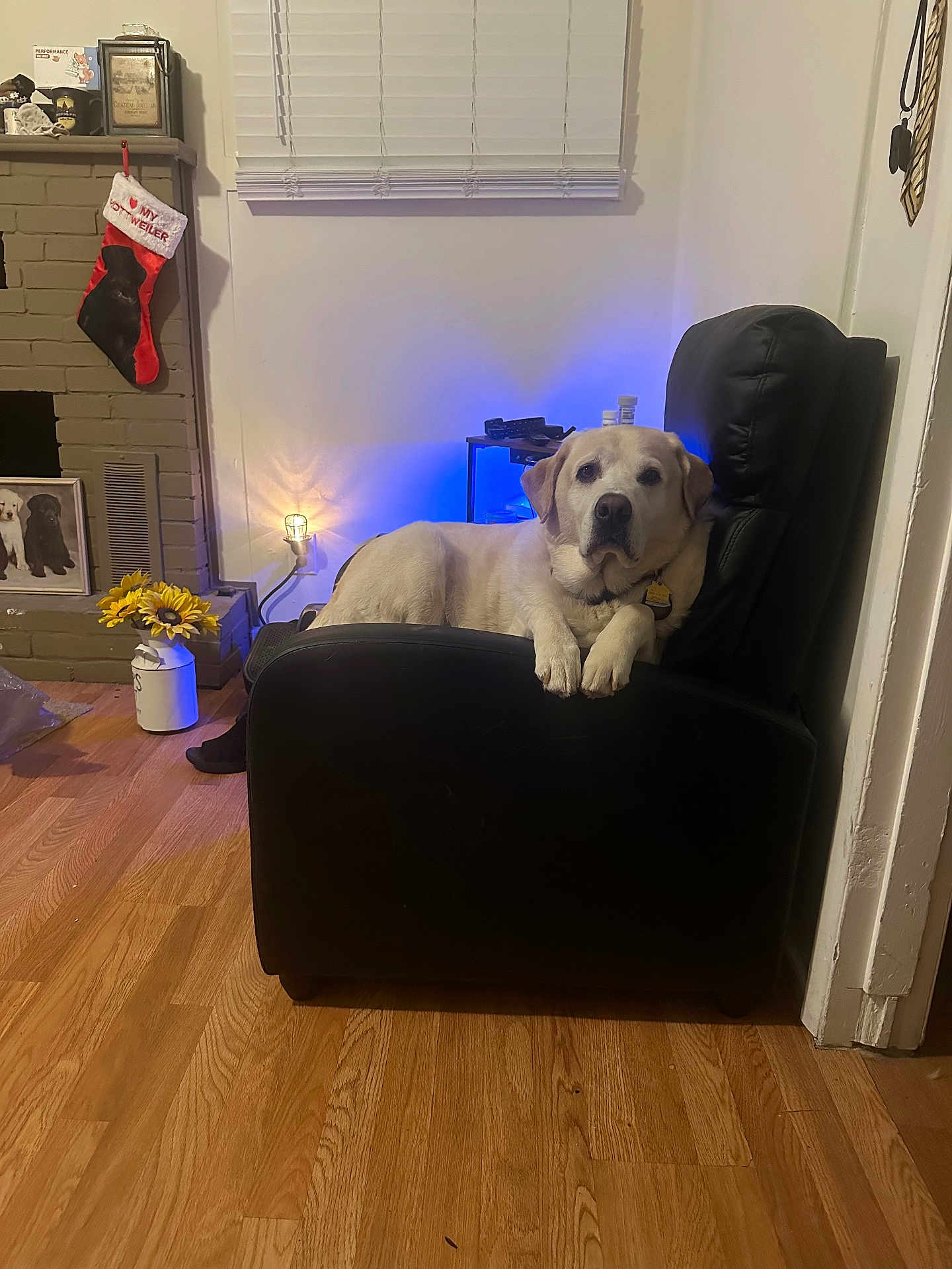 Bailey is registered to the contest to win money with this photo: dog, labrador, armchair, indoor, wooden_floor, lamp, window_blinds, christmas_stocking, framed_picture, flower_vase, sunflowers, black_furniture, wall, floor, pet, relaxed, cozy, home, decor, yellow_labrador