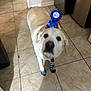 Bailey joined the competition — help win amazing prizes! dog, birthday_hat, socks, indoor, tile_floor, kitchen, pet, canine, white_dog, party, celebration, floor, appliance, household, animal, domestic, wearing, standing, four_paws, colorful