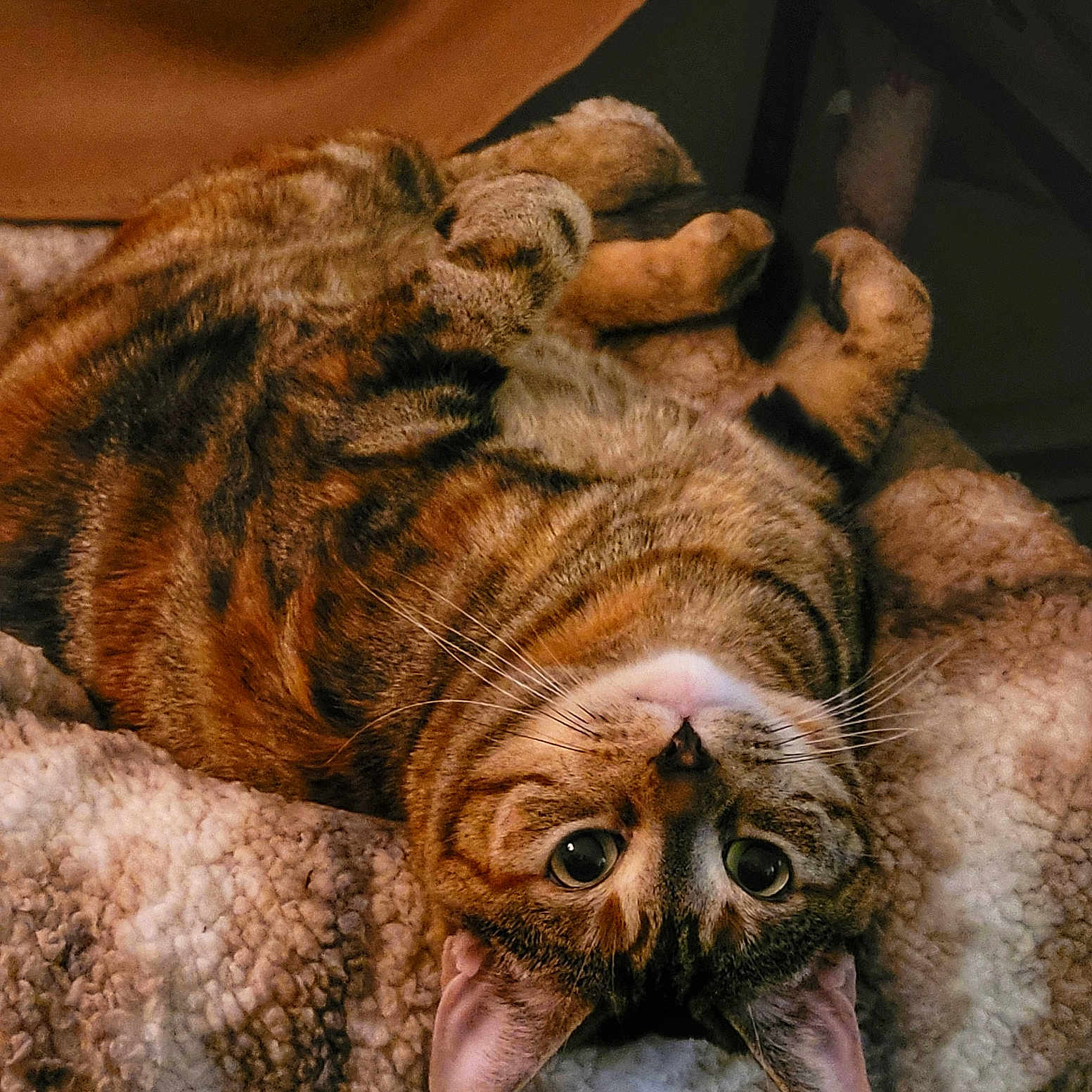 Navi