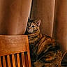 Navi joined the competition — help win amazing prizes! cat, tabby, curtain, wooden_chair, indoor, pet, animal, feline, cozy, brown, striped, peeking, shy, quiet, furniture, home, domestic, looking, sitting, closeup