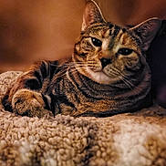 Navi joined the competition — help win amazing prizes! cat, tabby_cat, animal, pet, feline, fur, whiskers, relaxed, cozy, blanket, indoor, warm_lighting, texture, closeup, portrait, resting, sleepy, soft, cute, comfy