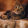 cat, tabby_cat, animal, pet, feline, fur, whiskers, relaxed, cozy, blanket, indoor, warm_lighting, texture, closeup, portrait, resting, sleepy, soft, cute, comfy