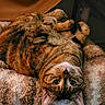 Navi is registered to the contest to win money with this photo: cat, tabby, pet, animal, fluffy, blanket, soft, fur, striped, relaxed, indoor, cozy, cute, whiskers, ears, paws, lying_down, looking_up, closeup, resting