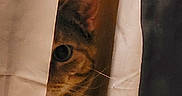 Navi joined the competition — help win amazing prizes! cat, curious, peeking, curtain, ear, eye, whiskers, indoor, shadow, cozy, mysterious, feline, striped, closeup, partial_view, animal, pet, quiet, hidden, observing