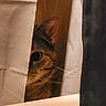 cat, curious, peeking, curtain, ear, eye, whiskers, indoor, shadow, cozy, mysterious, feline, striped, closeup, partial_view, animal, pet, quiet, hidden, observing