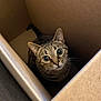 animal, box, cardboard_box, cat, close_up, cozy, curious, cute, domestic_cat, ears, eyes, feline, fur, indoor, looking_up, pet, playful, striped, tabby, whiskers