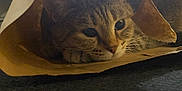 Mia a rejoint le concours — aidez-le/la à gagner de superbes lots ! cat, tabby, paper_bag, curious, indoor, pet, feline, close_up, whiskers, ears, face, eyes, resting, cozy, hideout, brown, floor, soft_light, cute, animal