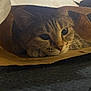 cat, tabby, paper_bag, curious, indoor, pet, feline, close_up, whiskers, ears, face, eyes, resting, cozy, hideout, brown, floor, soft_light, cute, animal