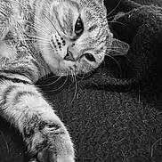 Mia a rejoint le concours — aidez-le/la à gagner de superbes lots ! cat, tabby, close_up, paw, whiskers, sleepy, relaxed, pet, animal, feline, fur, black_and_white, texture, blanket, indoor, resting, cute, portrait, laying, calm