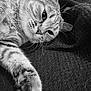 cat, tabby, close_up, paw, whiskers, sleepy, relaxed, pet, animal, feline, fur, black_and_white, texture, blanket, indoor, resting, cute, portrait, laying, calm