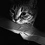 cat, close_up, black_and_white, animal, pet, whiskers, fur, resting, portrait, indoor, soft_light, shadow, texture, sleepy, face, mammal, cute, quiet, calm, domestic_cat