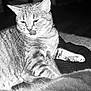 cat, tabby, tongue_out, whiskers, feline, pet, indoor, black_and_white, fur, animal, striped, relaxed, close_up, mammal, resting, cute, soft, texture, blanket, cozy