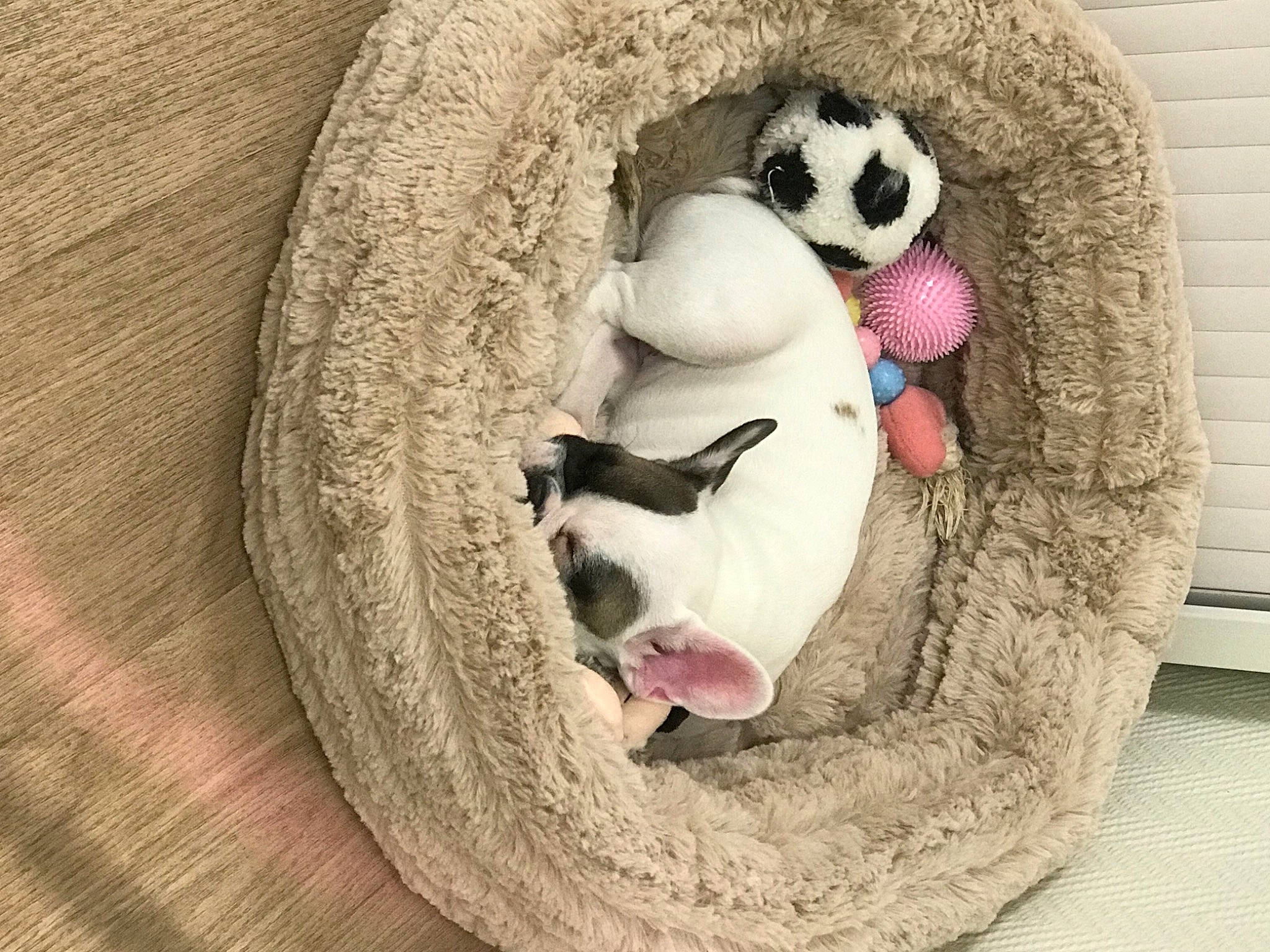 Rustine participe au concours pour gagner de l'argent avec cette photo : beige, canidae, carnivore, comfort, companion_dog, dog, dog_bed, dog_breed, dog_supply, dog_toy, fawn, nap, panda, pet_supply, sleep, snout, stuffed_toy, terrestrial_animal, toy, vertebrate