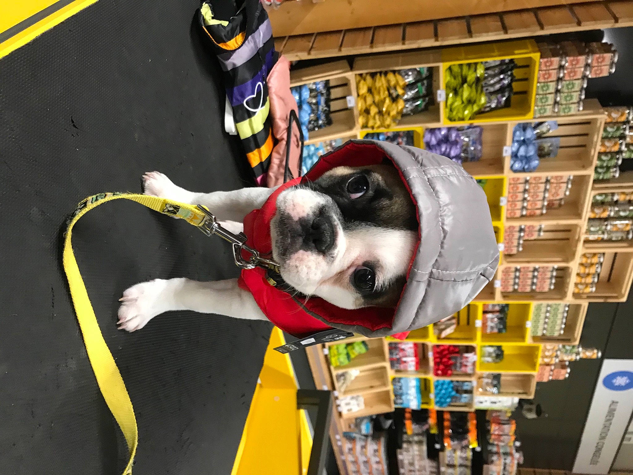 Rustine participe au concours pour gagner de l'argent avec cette photo : canidae, carmine, carnivore, companion_dog, dog, dog_breed, dog_supply, snout, soccer_ball, sporting_group, working_animal
