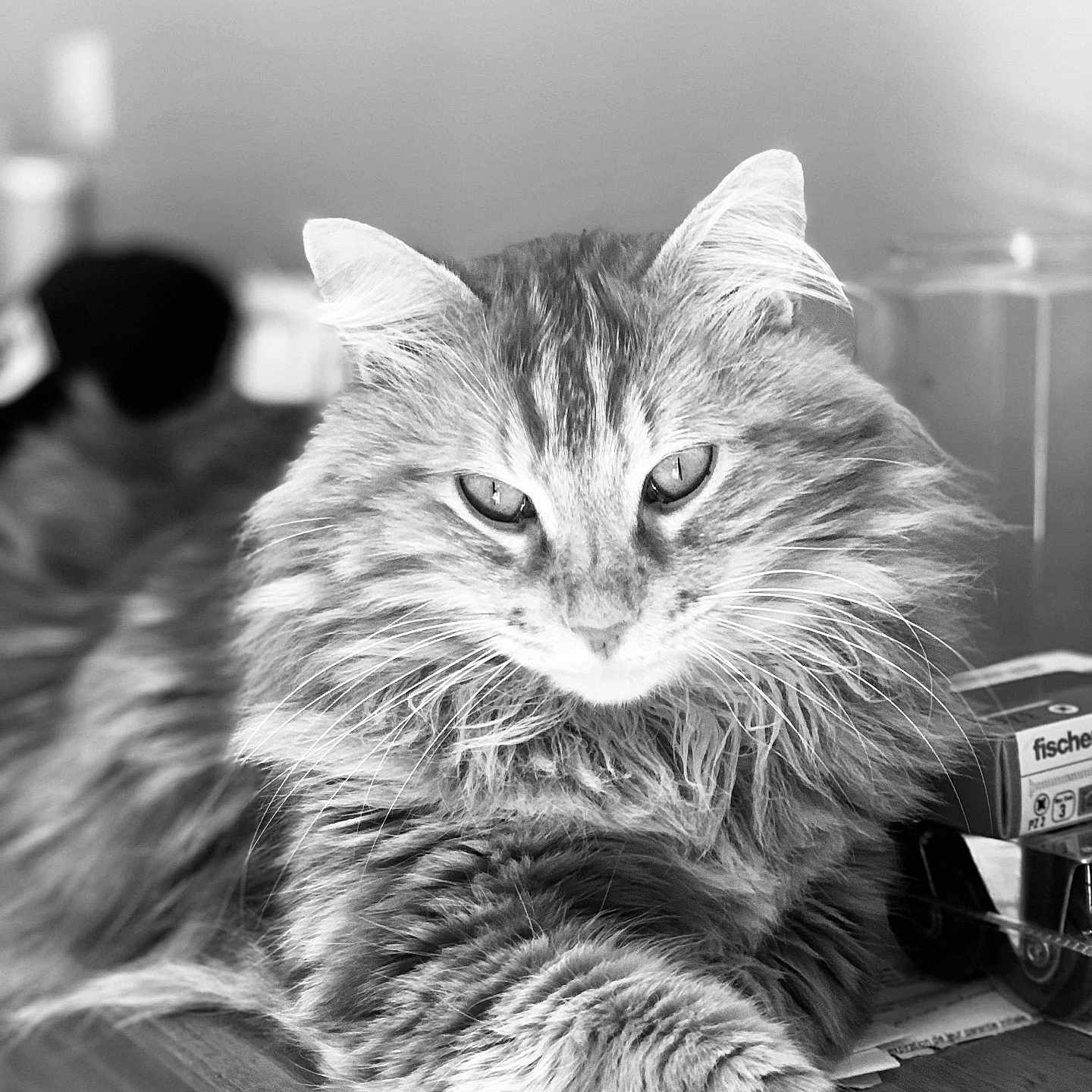 Olyster a rejoint le concours — aidez-le/la à gagner de superbes lots ! abyssinian, angora, animal, cat, computer, electronics, face, hardwood, head, kitten, laptop, machine, manx, pc, person, pet, photography, portrait, wheel, wood