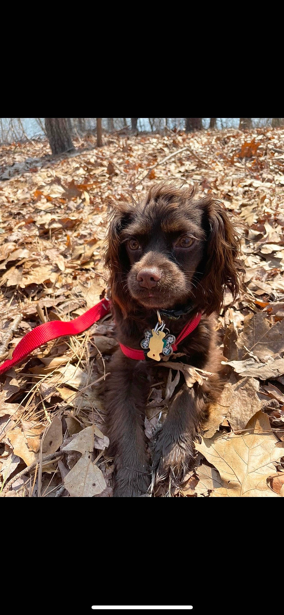 Delilah is registered to the contest to win money with this photo: canidae, carnivore, companion_dog, dog, dog_breed, dog_collar, dog_supply, gun_dog, hunting_dog, liver, pointing_breed, poodle_crossbreed, retriever, snout, soil, spaniel, sporting_group, terrier, walking, water_dog