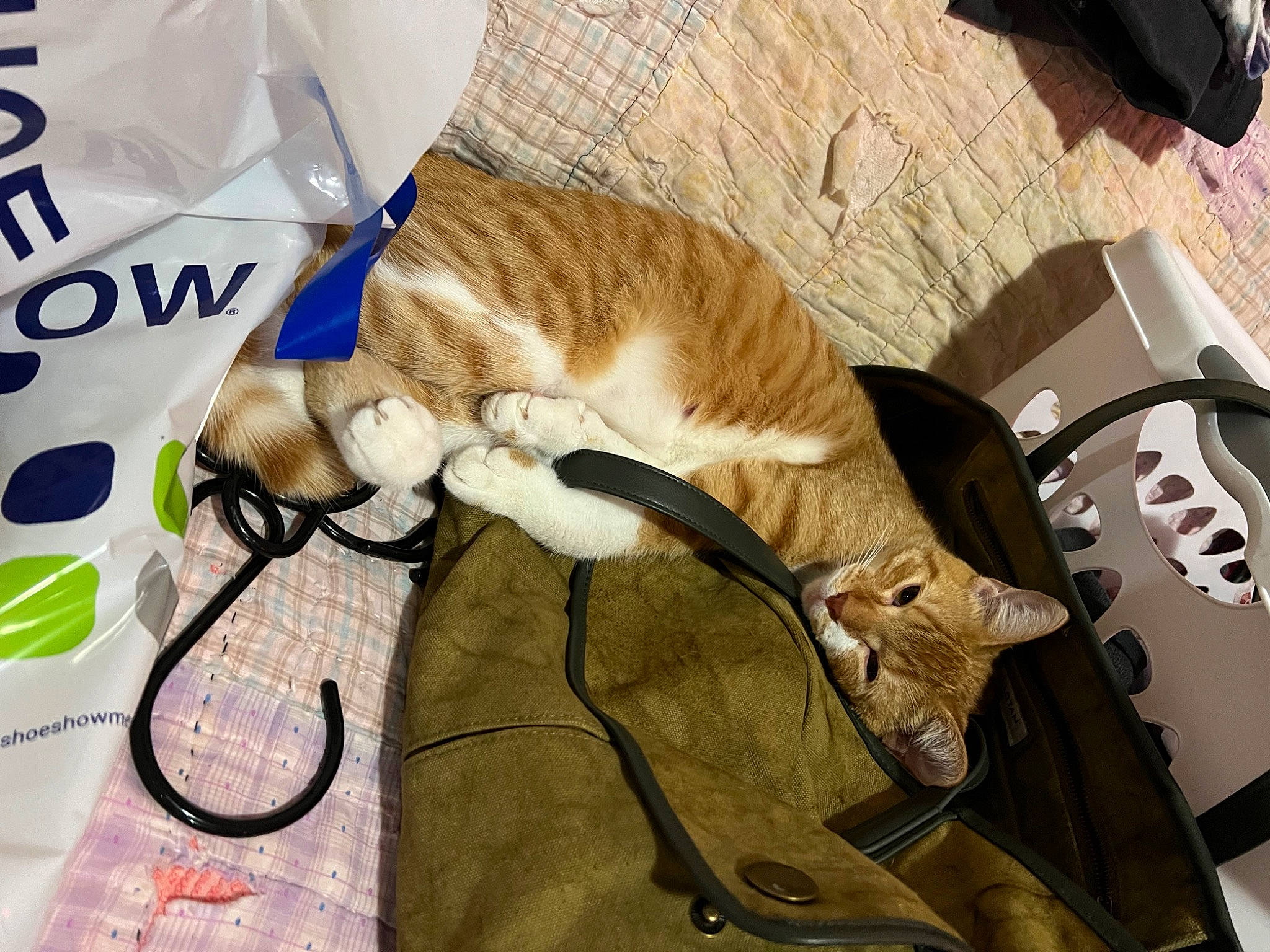 Bristol joined the competition — help win amazing prizes! audio_equipment, bag, bicycle_handlebar, cable, carnivore, cat, collar, comfort, domestic_short_haired_cat, eyewear, felidae, fur, hybrid_bicycle, small_to_medium_sized_cats, tail, whiskers, wire