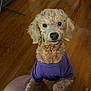 Hazel Roach joined the competition — help win amazing prizes! animal, canine, clothing, companion, curious, curly_fur, cute, dog, domestic, friendly, front_paws, fur, home, indoor, knees, looking_up, person, pet, purple_shirt, wooden_floor