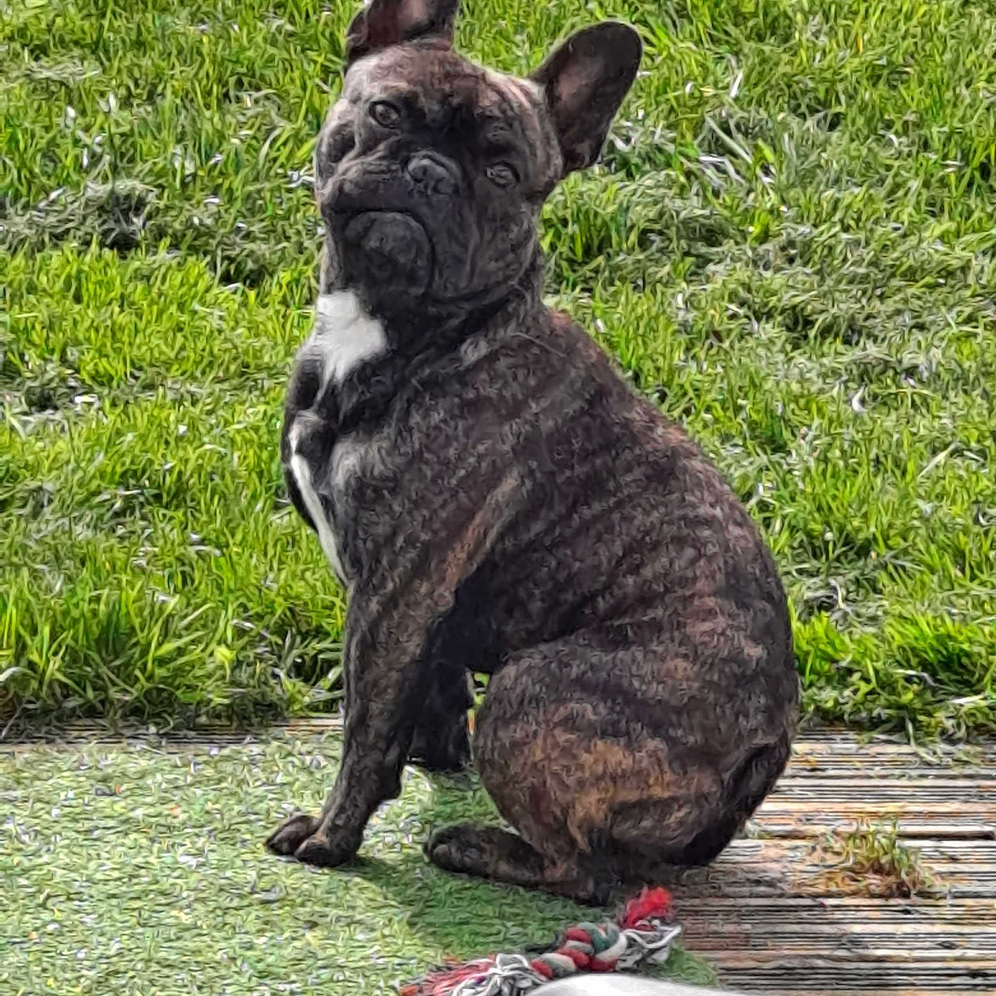 Trésor a rejoint le concours — aidez-le/la à gagner de superbes lots ! animal, backyard, bostonbull, boxer, bulldog, canine, dog, frenchbulldog, grass, nature, outdoors, pet, pitbull, plant, puppy, rock, yard