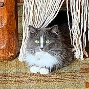 Pillow is registered to the contest to win money with this photo: cat, gray_cat, white_chest, green_eyes, long_hair, fluffy, whiskers, animal, pet, sitting, lying_down, indoors, curtain, yarn, carpet, wood, doorway, portrait, close_up, alert