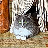 cat, gray_cat, white_chest, green_eyes, long_hair, fluffy, whiskers, animal, pet, sitting, lying_down, indoors, curtain, yarn, carpet, wood, doorway, portrait, close_up, alert
