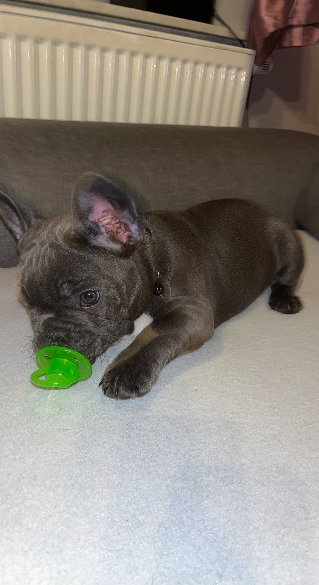 Sisko participe au concours pour gagner de l'argent avec cette photo : bulldog, carnivore, comfort, companion_dog, dog, dog_breed, dog_supply, ear, fawn, french_bulldog, grey, guard_dog, liver, snout, tail, terrestrial_animal, toy_dog, whiskers, working_animal, wrinkle