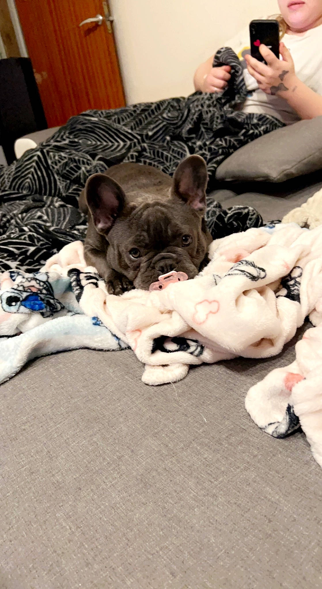 Sisko a rejoint le concours — aidez-le/la à gagner de superbes lots ! canidae, carnivore, comfort, companion_dog, couch, dog, dog_breed, fawn, fur, furniture, linens, nap, reflex_camera, room, sitting, snout, sporting_group, toy_dog, whiskers, working_animal