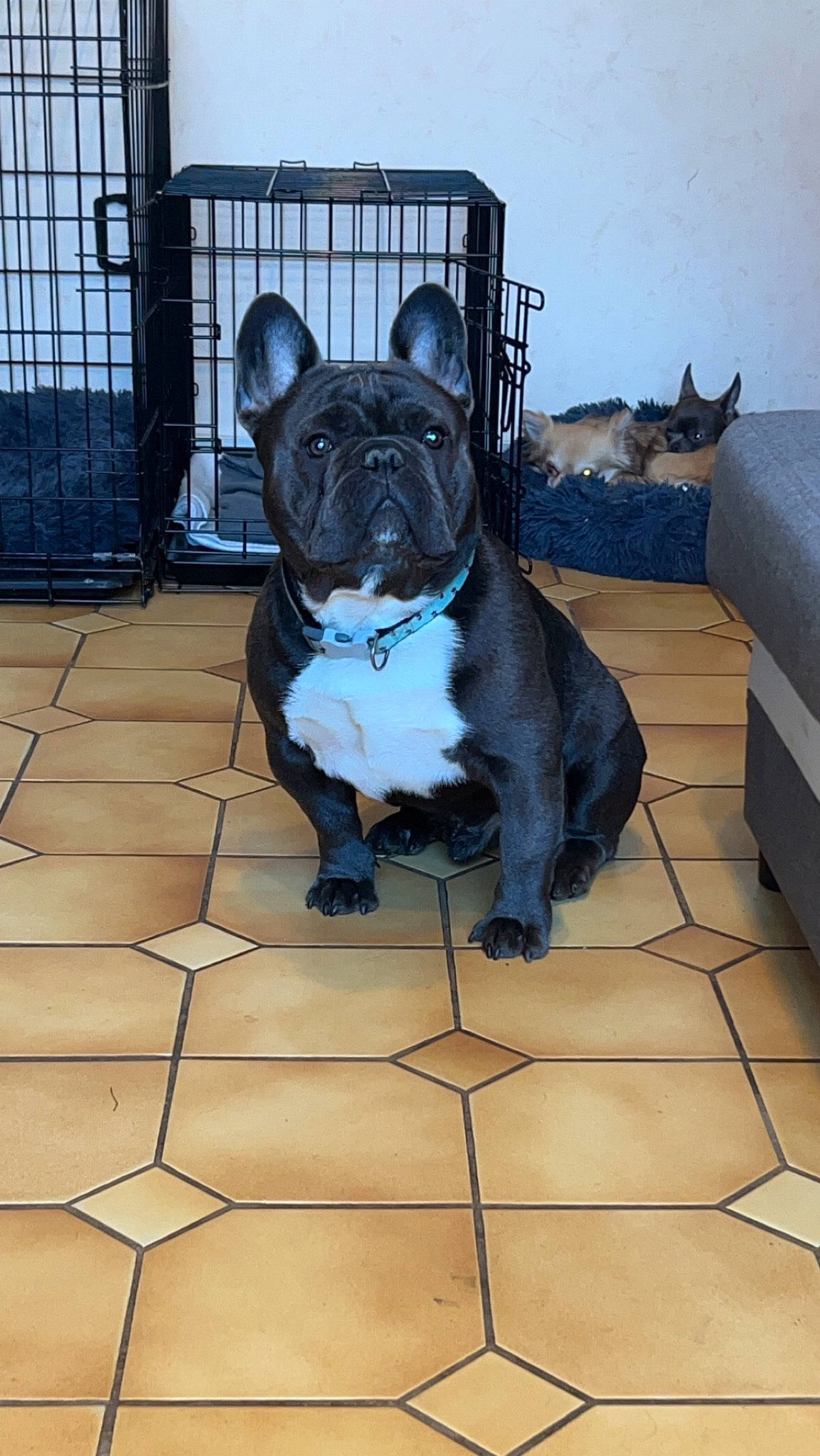 Sisko participe au concours pour gagner de l'argent avec cette photo : bulldog, carnivore, companion_dog, dog, dog_breed, fawn, fence, flooring, french_bulldog, fur, mesh, molosser, pet_supply, pug, snout, sporting_group, tail, toy_dog, whiskers, working_animal