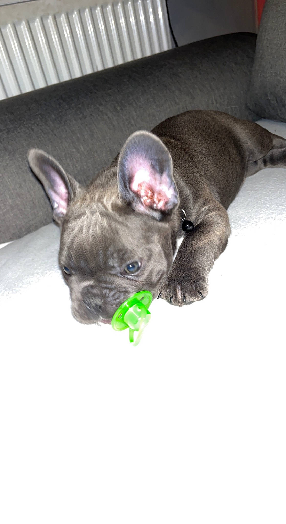 Sisko participe au concours pour gagner de l'argent avec cette photo : bulldog, canidae, carnivore, collar, comfort, companion_dog, dog, dog_breed, dog_collar, ear, eye, fawn, french_bulldog, liver, snout, sporting_group, terrestrial_animal, toy_dog, whiskers, working_animal